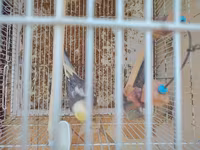 Nimfa (cockatiel) cütlüyü 0507335513 whatsapp - Növ: Nimfa — photo 1
