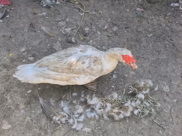 Ducks