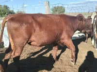公牛, Kazakh White-headed cow — 照片 5