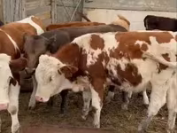 ثور, Simmental cattle — الصورة 4