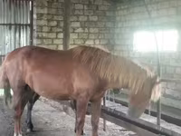 حصان, Kustanai horse — الصورة 3