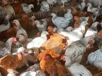Brahma — Foto 1