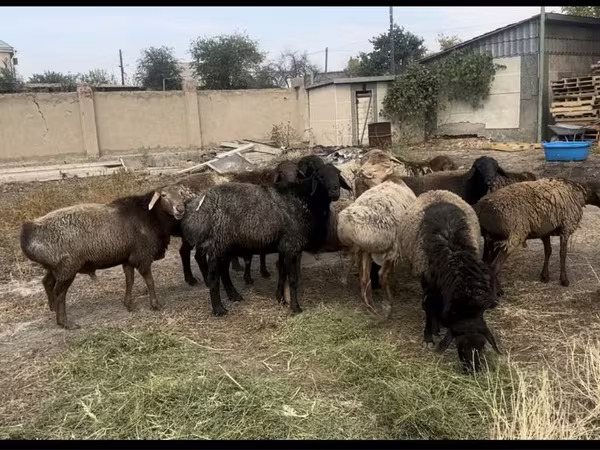 Ram, Edilbay sheep