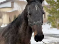 Madyan, Akhal-Teke — foto 5
