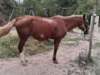 Hengst, Kazakh horse — Foto 3