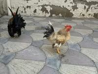 Chickens — Foto 4