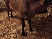 Kuh, Aberdeen-Angus — Foto 1