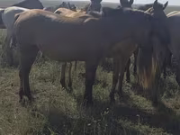 Кобила, Mugalzhar horse — фото 8