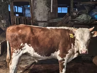 Cow, Simmental cattle — photo 2