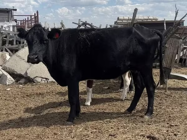 Vaca, Ganado vacuno