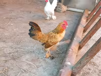 Japanisches Bantam — Foto 7