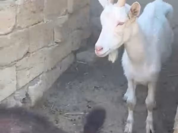 Goat, Goats