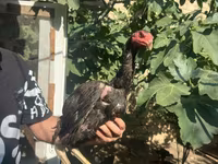 Chickens — 2-rasm