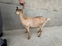 Ziege, Alpine goat — Foto 7