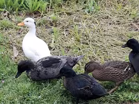 Ducks — Foto 1