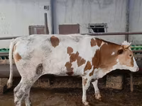 Kuh, Simmental cattle — Foto 2