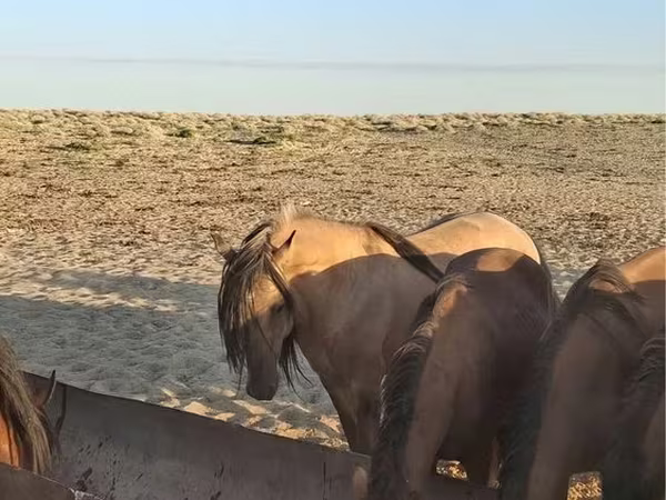 Hengst, Kazakh horse