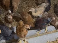 Chickens — Foto 2