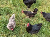 Gallo de pelea de fosa australiano — foto 4