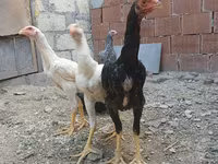 Chickens — الصورة 2