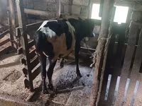 Kuh, Holstein-Rasse — Foto 4