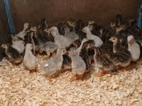 Guinea fowl — 1-сурет