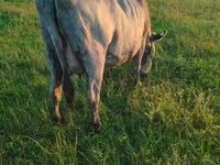 Корова, Russian Black pied cattle — фото 5