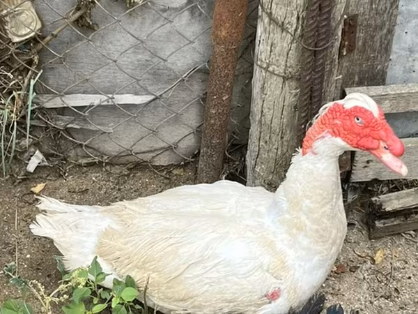 Ducks