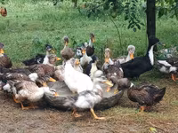 Ducks — Foto 3