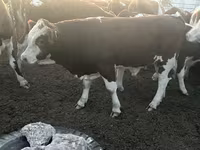 ثور, Simmental cattle — الصورة 7