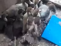 Ducks — الصورة 1