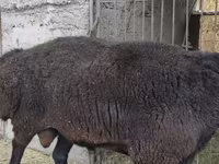 Qoʻchqor, Hissar sheep — 7-rasm