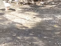 Ducks — foto 1