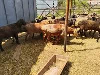 Widder, Gorkov sheep — Foto 3