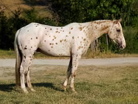حصان, Appaloosa — الصورة 3