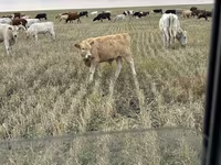 Bulle, Swiss cattle — Foto 3