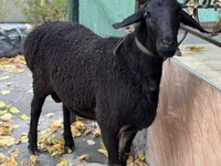 Ram, Sheep — photo 2