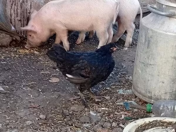 猪（批次，未指定性别）, Pigs