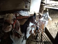 母山羊, Beetal goats — 照片 6