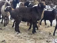 كبش, Hissar sheep — الصورة 3