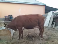 Kuh, Latvian Blue cattle — Foto 1