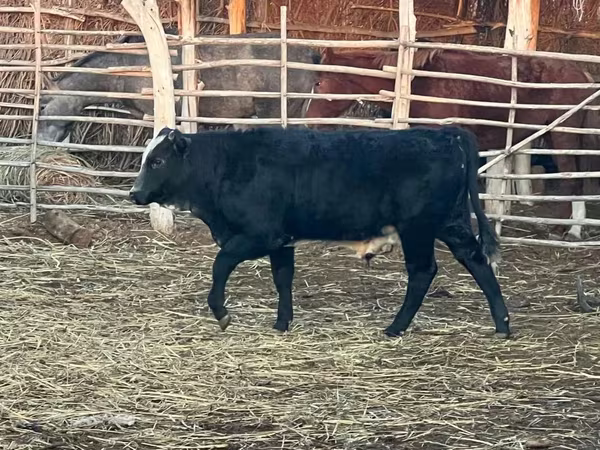 Bulle, Aberdeen-Angus