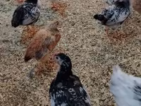 Chickens — фото 5