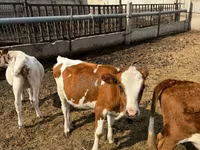 Cow, Simmental cattle — photo 5