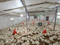 Chickens — Foto 7