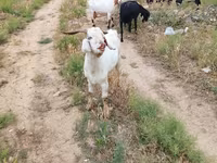 عنزة, الماعز — الصورة 5