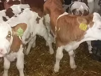 ثور, Simmental cattle — الصورة 1
