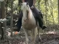 Stute, Palomino — Foto 6