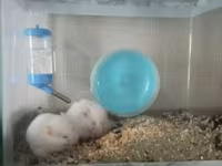 Akvaryum tipli şüşə qəfəsdə iki ağ hamster komplekti. Xüsusiyyətlər — фото 2