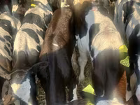 ІҚМ (топ, жынысы көрсетілмеген), Russian Black pied cattle — 2-сурет